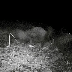 WildOptic - Durch Bewegung aktivierte Wildkamera