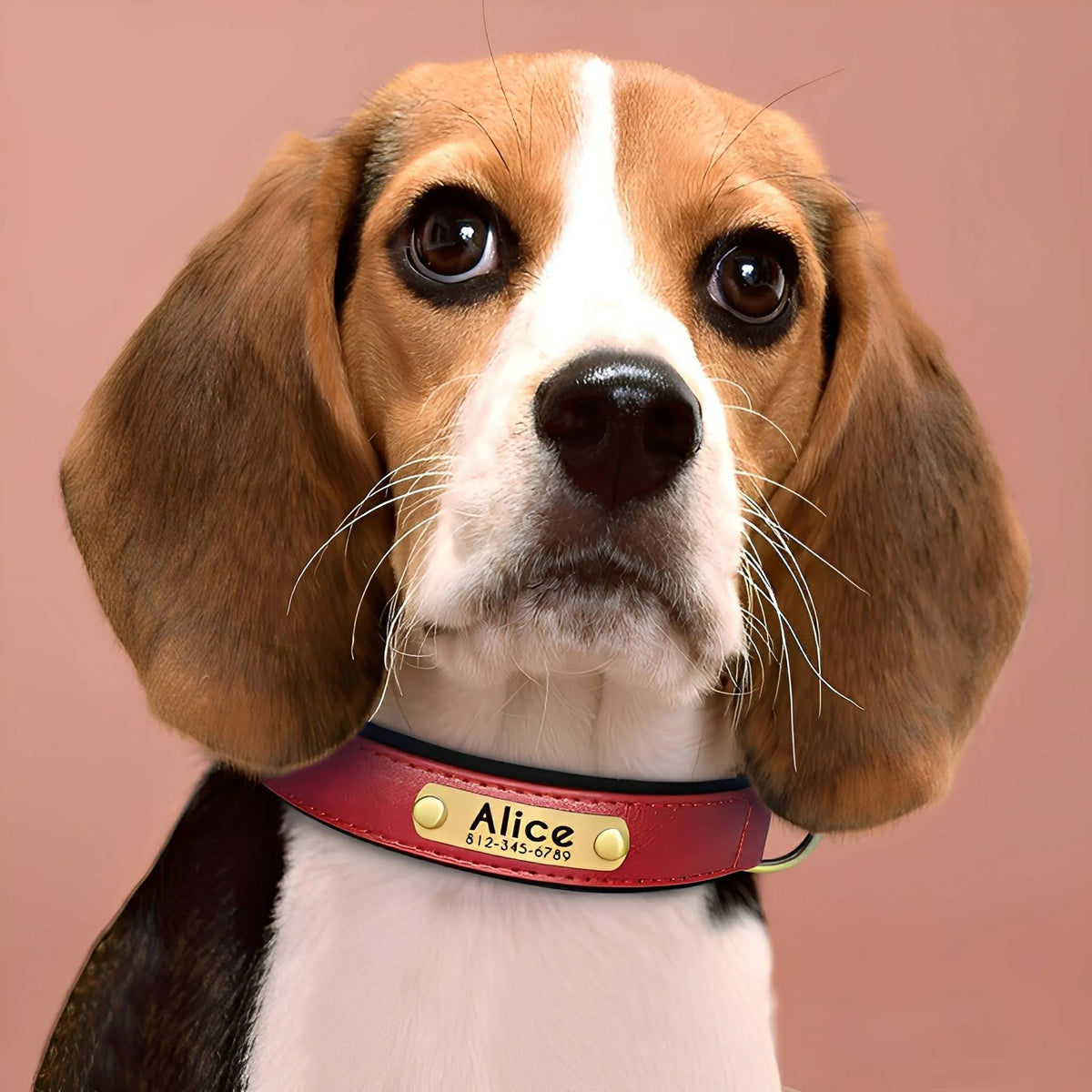 Engraved Leather Dog Collar with Nameplate