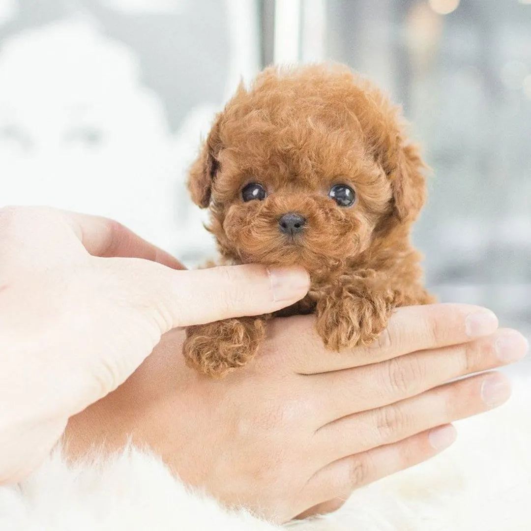 Interactive Robot Puppy Toy for Kids