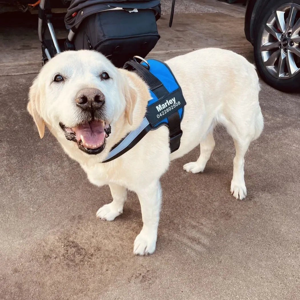 Reflective Dog Harness with Supportive Design
