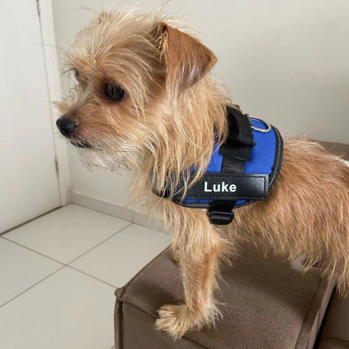 Reflective Dog Harness with Supportive Design