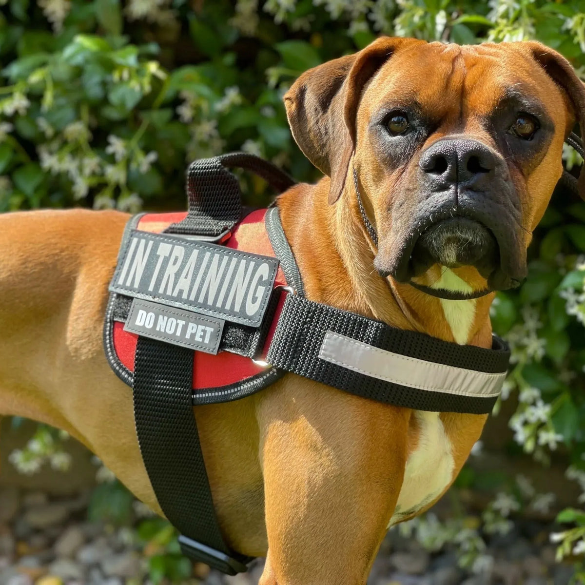 Reflective Dog Harness with Supportive Design