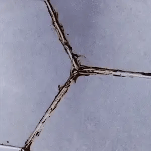 MoldClear - Gel zur Entfernung von Schimmel und Stockflecken im Haushalt