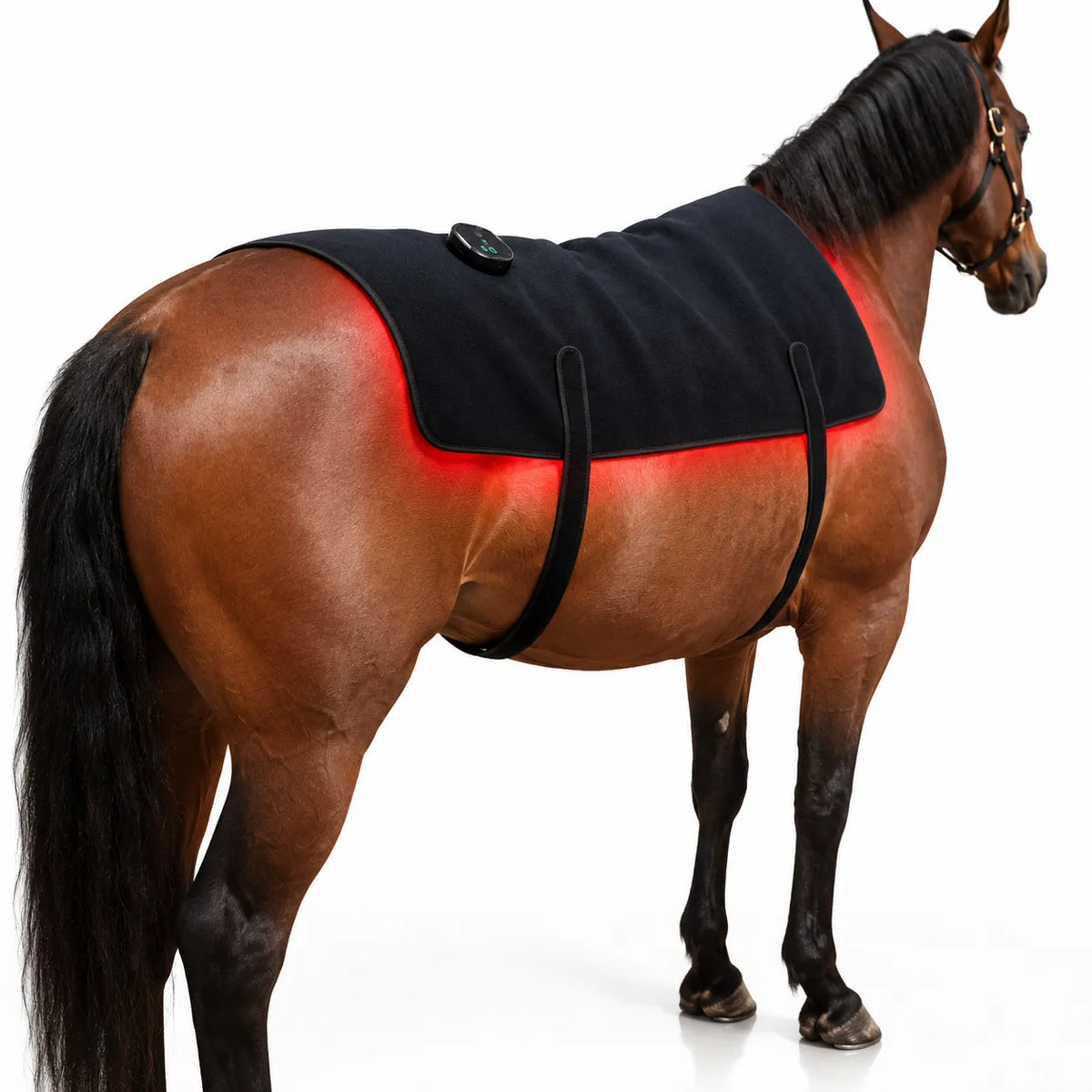 Equine Red Light Therapy Back Wrap