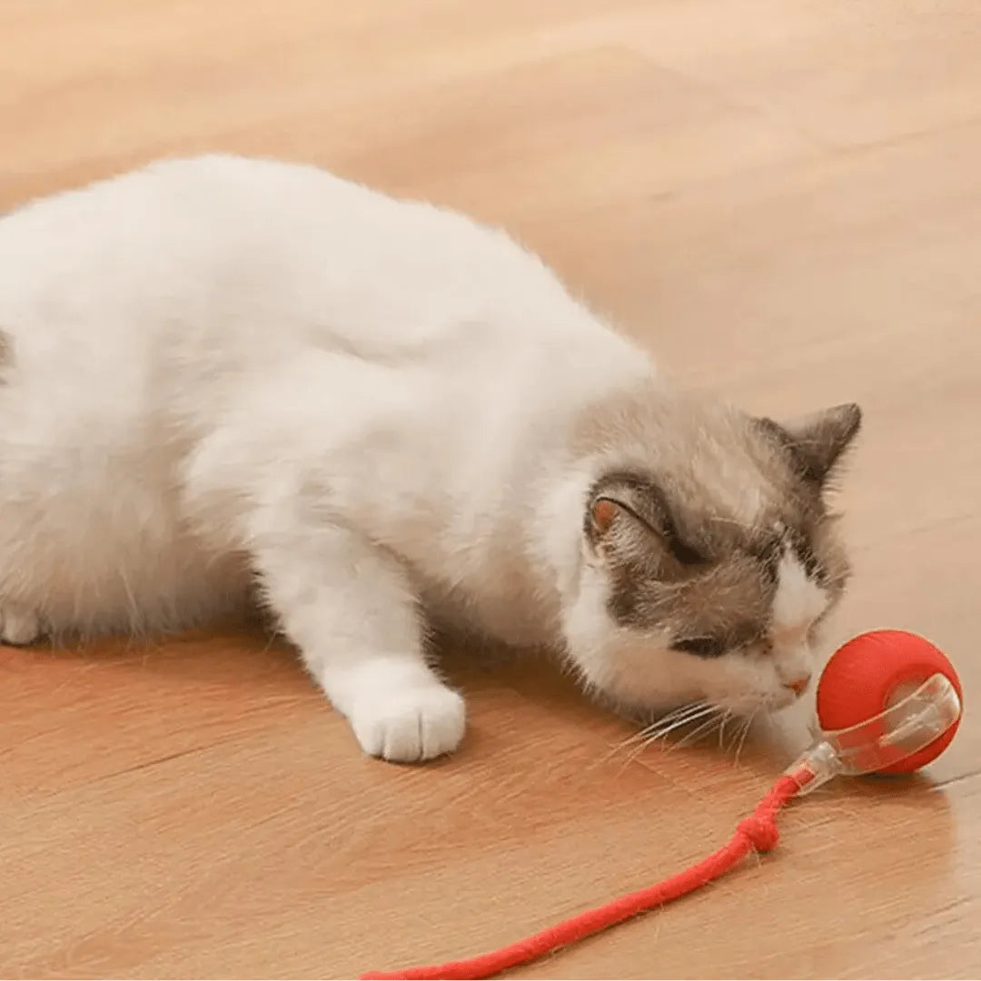 Interactive Pet Chaser Ball Toy with LED Light