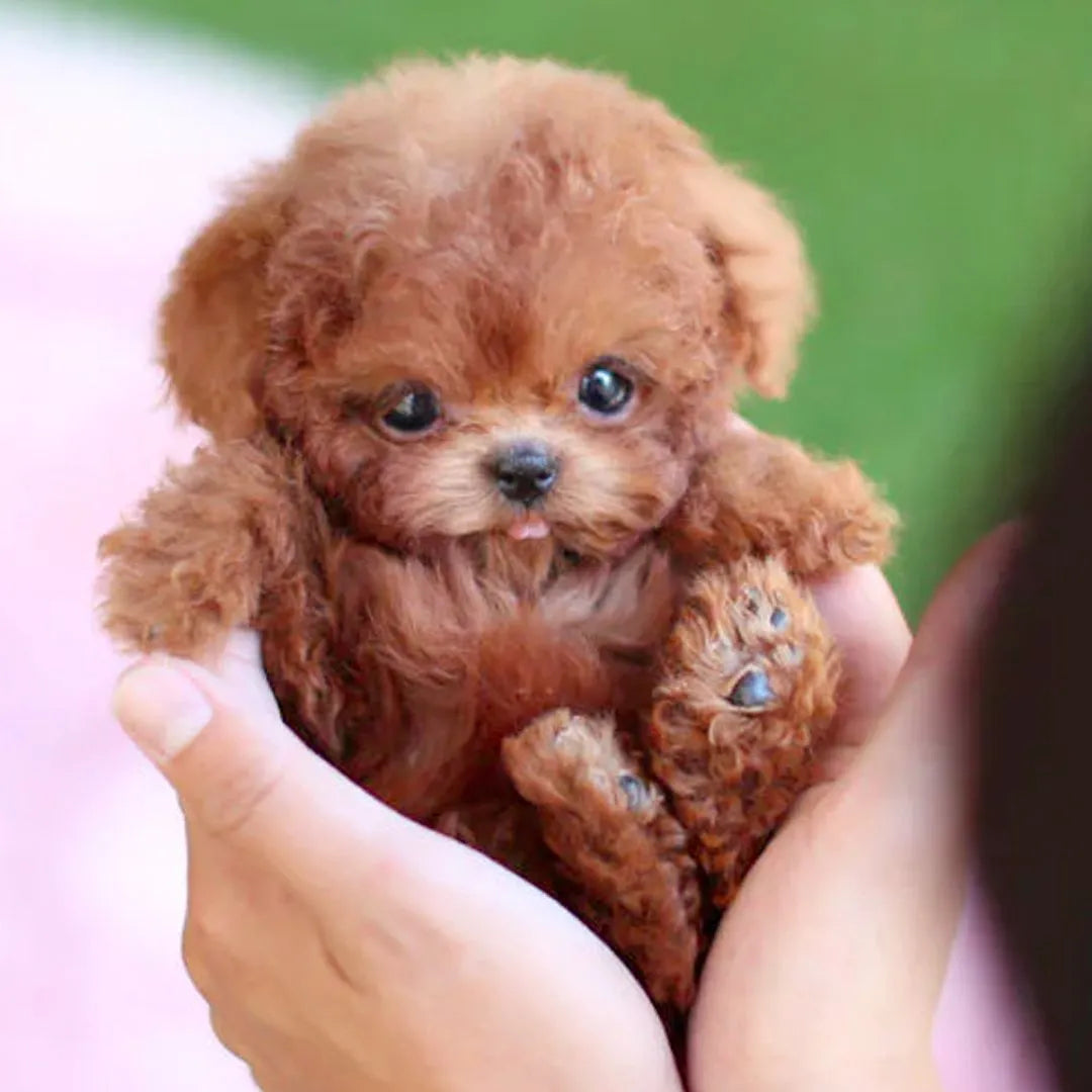 Interactive Robot Puppy Toy for Kids