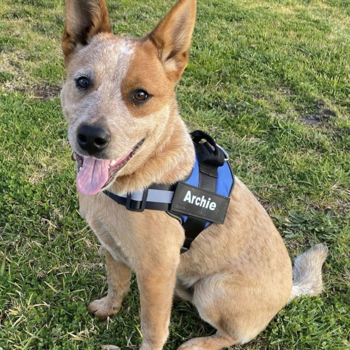 Reflective Dog Harness with Supportive Design
