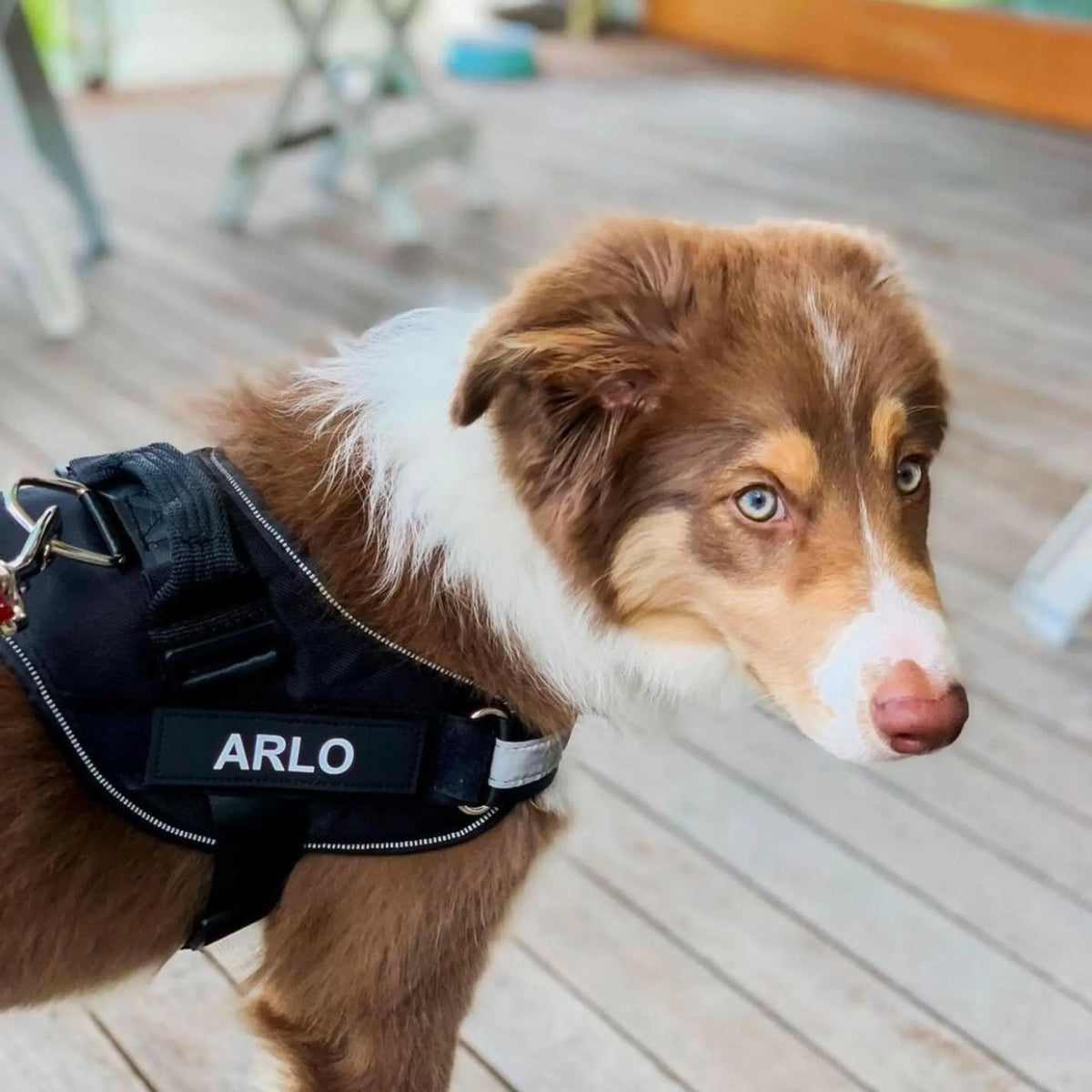 Reflective Dog Harness with Supportive Design